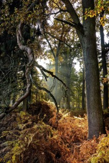 Warm light from the afternoon sun in autumn shining through trees on dried ferns Wood Lady's Fern