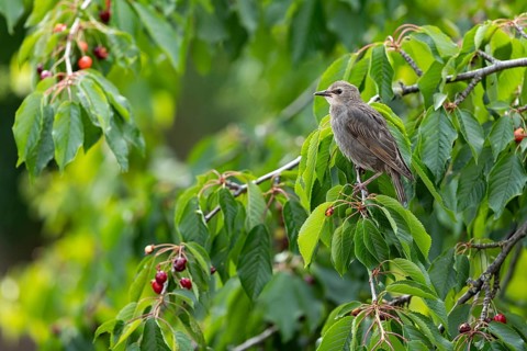 Common Starling (Sturnus vulgaris) young bird in a cherry tree, Baden-Wuerttemberg, Germany