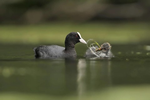 Eurasian Coot (Fulica atra) juvenile, North Rhine-Westphalia, Germany