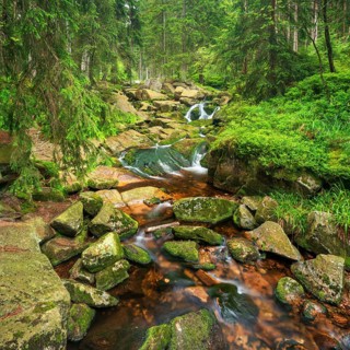On the upper reaches of the Bode, mountain stream covered with moss in the Harz Mountains, near