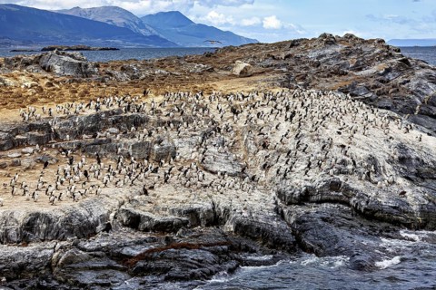 A rocky coastal landscape with many penguins colonising the area, sea and mountains in the