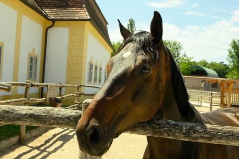 Schloss Hof, Baroque Garden, Baroque Manor, Animal Park, Horse, Marchfeld, Lower Austria
