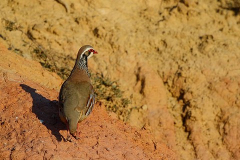 Red-legged Partridge (Alectoris rufa), Spain