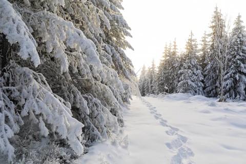 Path through the snowy winter forest on the Auersberg, Erzgebirge, Eibenstock, Saxony, Germany