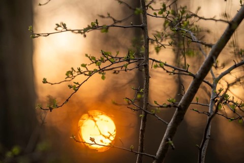 First green on branches in spring, forest, sunset, Stuttgart, Baden-Württemberg