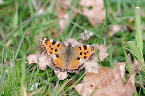 Large tortoiseshell (Nymphalis polychloros), butterfly, close-up, spread wings, The butterfly with