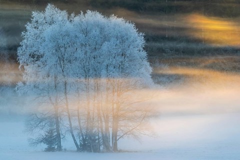 Birches (Betula), birch family (Betulaceae), sunlit veil of mist, winter, Irndorfer Hardt, Upper