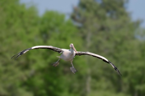 Great white pelican (Pelecanus onocrotalus), flying, Lake Kerkini, Greece