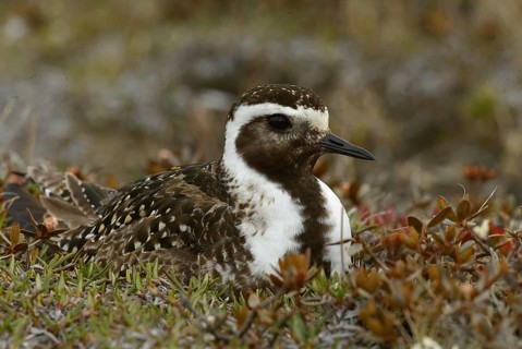 American Golden Plover (Pluvialis dominica), Manitoba, Canada