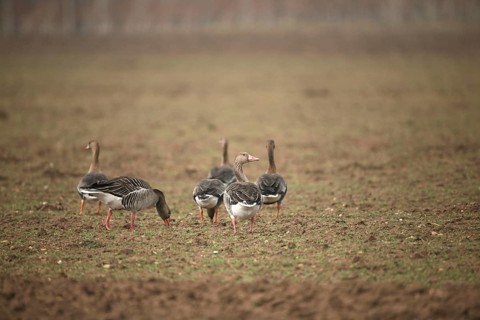Greylag goose (Anser anser) adult birds, foraging in a field, Allgäu, Bavaria, Germany