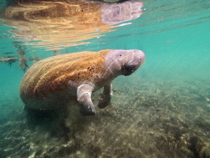 Round-tailed manatee (Trichechus manatus)