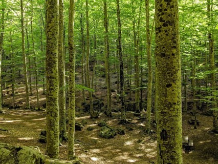 Beech forest with boulders, beech trees (Fagus) on Monte Amiata, Province of Grosseto, Tuscany,