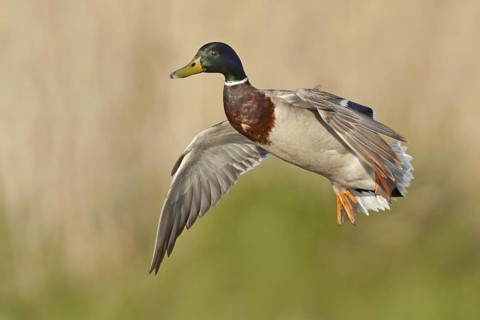 Mallard (Anas platyrhynchos) male flying, Netherlands