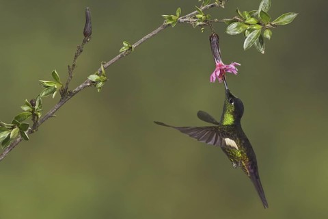 Buff-winged Starfrontlet (Coeligena lutetiae), Ecuador
