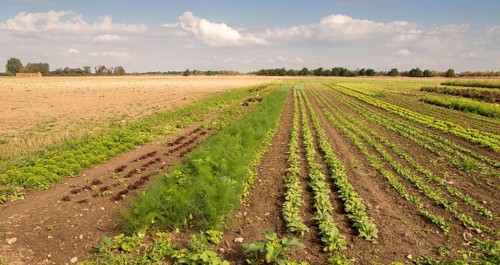 Organic farming, organic farming, cultivated landscape, extensive agriculture, vegetable growing,