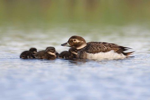 Long-tailed Duck (Clangula hyemalis) with chicks, Varanger, Norway