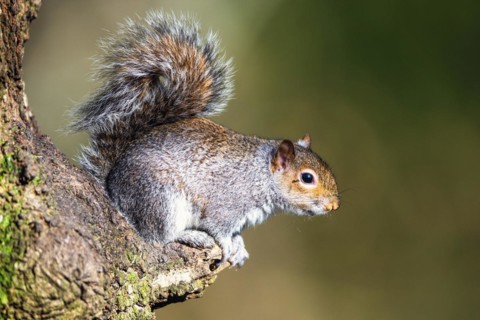Grey Squirrel, Sciurus carolinensis in a forest at winter