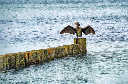 A Comoran (Phalacrocorax carbo) sitting on groynes, Graal-Müritz, Fischland-Darß-Zingst peninsula,