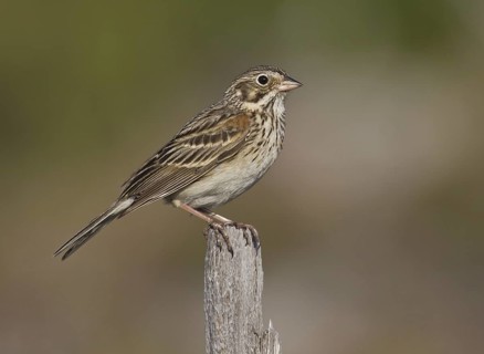 Vesper Sparrow (Pooecetes gramineus), Michigan, USA