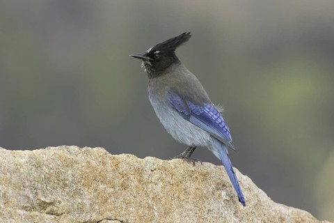 Steller's Jay (Cyanocitta stelleri), Colorado, USA