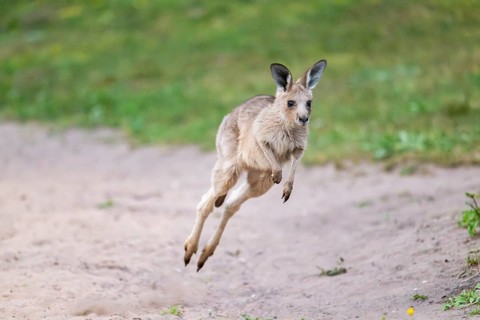 Eastern Gray Kangaroo (Macropus giganteus) youngster jumping on a meadow, captive, Germany