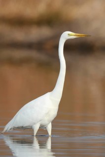 Great White Egret (Ardea alba) standing in the water, North Rhine-Westphalia, Germany