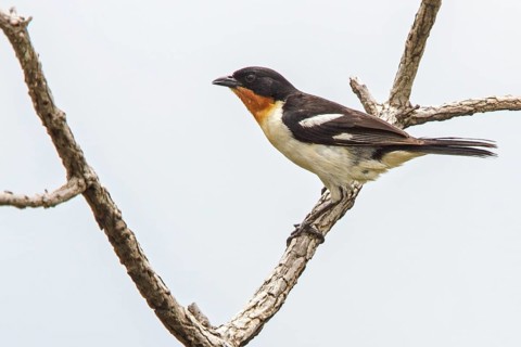 White-rumped Tanager (Cypsnagra hirundinacea) perched on a branch in the Atlantic rainforest of