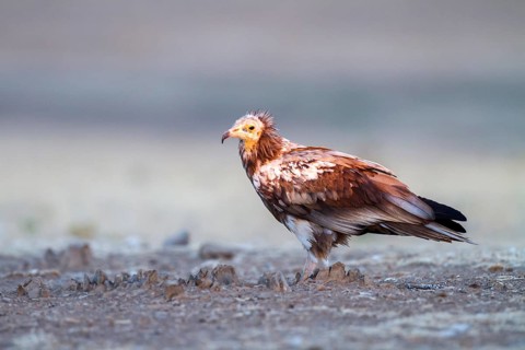 Egyptian Vulture (Neophron percnopterus), Castile-La Mancha, Spain