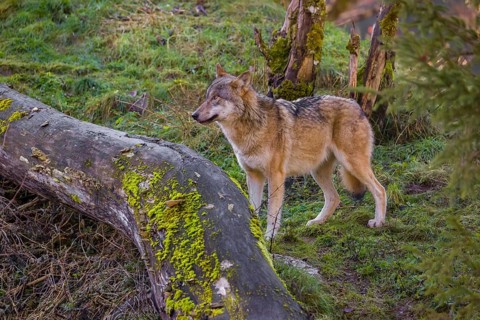 An adult male eurasian gray wolf (Canis lupus lupus) stands on a green meadow on hilly terrain,