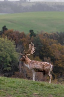 One male fallow deer (Dama dama) stands on a meadow during rutting season, calling. A forest in