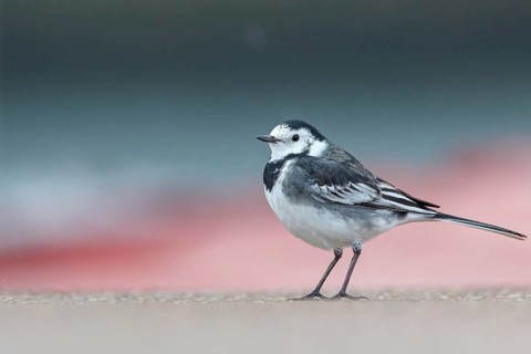 White wagtail, (Motacilla alba), animals, birds, songbirds, family of wagtails and pipits, biotope,