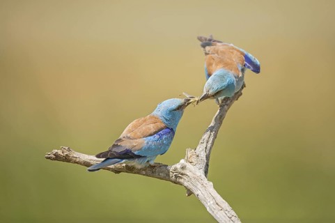 European Roller (Coracias garrulus) male with grasshopper gift for the female, Hortobagy National