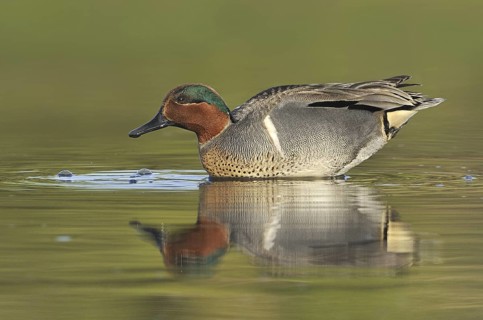 Green-winged Teal (Anas carolinensis) male, British Columbia, Canada