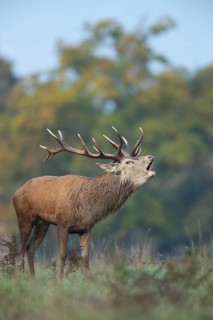 Red deer (Cervus elaphus) adult male stag roaring during the rutting season in autumn, England,