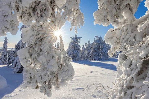 Snow covered spruce trees on the taiga forest in winter, Riisitunturi National Park in Finnish