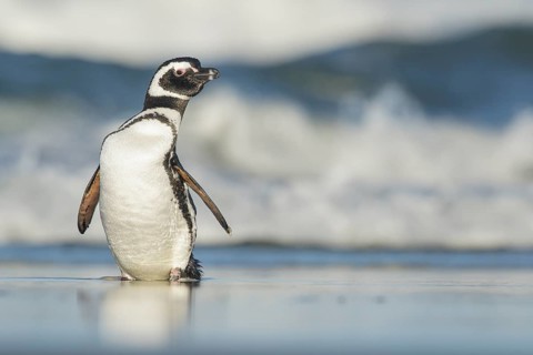 Magellanic Penguin (Spheniscus magellanicus) on a beach in the Falkland Islands