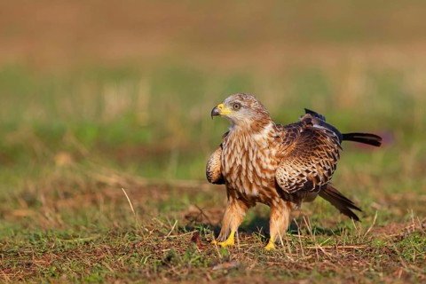 Red Kite, Red Kite, Montagu's Harrier, (Milvus milvus), King Harrier, Bird of Prey, Hides De Calera