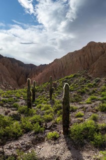 Explore the striking beauty of Los Cardones National Park in Argentina, featuring towering cacti
