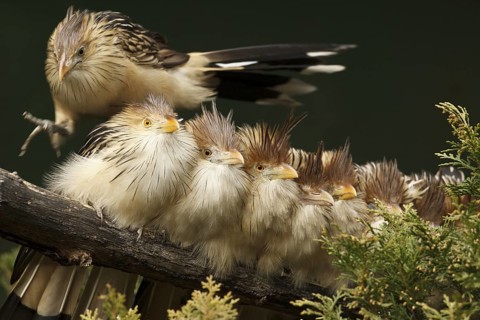 Guira Cuckoo (Guira guira) group perched on a branch, captive, Germany