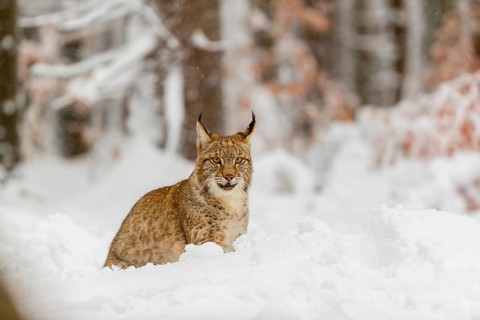 One young male Eurasian lynx, (Lynx lynx), walking through deep snow covered undergrowth in a