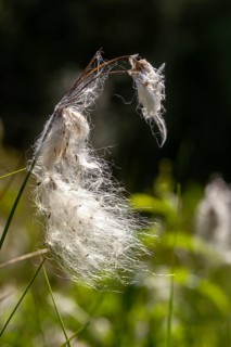 Cyperaceae, Eriophorum angustifolium, sour grass, narrow-leaved cotton grass, common cottongrass,