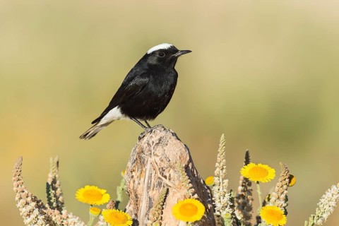 White-crowned Wheatear (Oenanthe leucopyga), Eilat, Israel