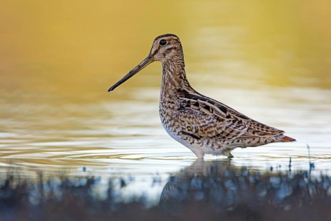 Latham's Snipe (Gallinago hardwickii) foraging, Victoria, Australia