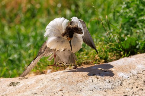 A magnificent bird displays its white feathers and stands on a stone, ruff (Calidris pugnax, syn.: