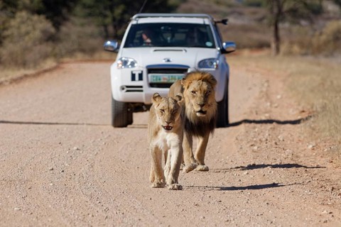 African lions (Panthera leo), two adults, male and female, walking on a dirt road, followed by an