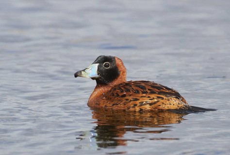 Masked Duck (Nomonyx dominicus) male, Florida, USA