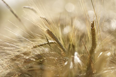 Luminous ears of wheat in close-up with sunshine