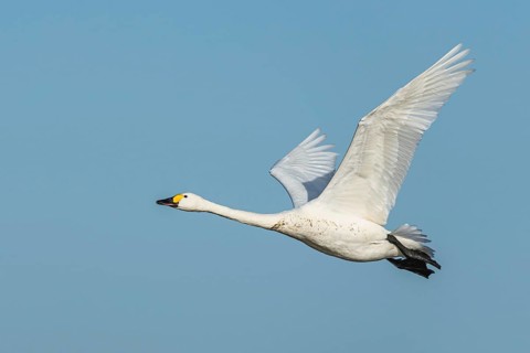 Tundra Swan, Bewick's Swan, Cygnus columbianus in flight at winter in Slimbridge, England, United