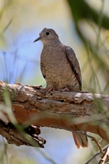 Inca dove (Columbina Inca), adult, on tree, Sonora Desert, Arizona, North America, USA