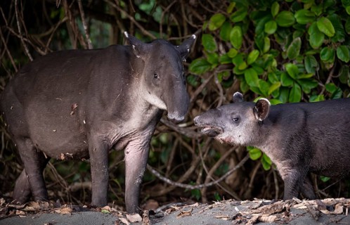 Baird's tapir (Tapirus bairdii), mother and young, looking into the camera, animal portrait, in the